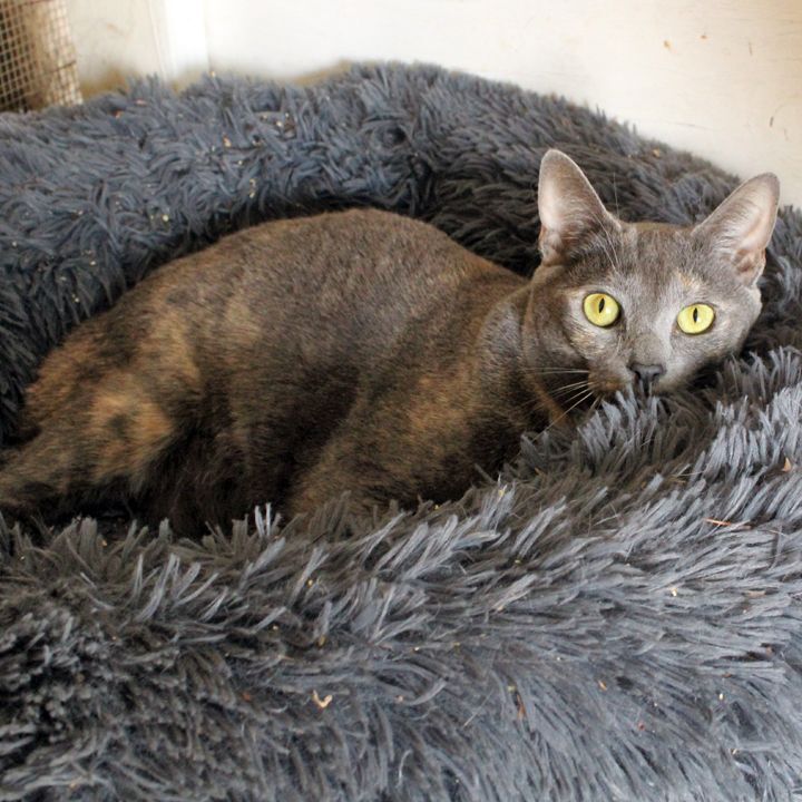 Sassy, an adoptable Dilute Tortoiseshell in Redlands, CA_image-1