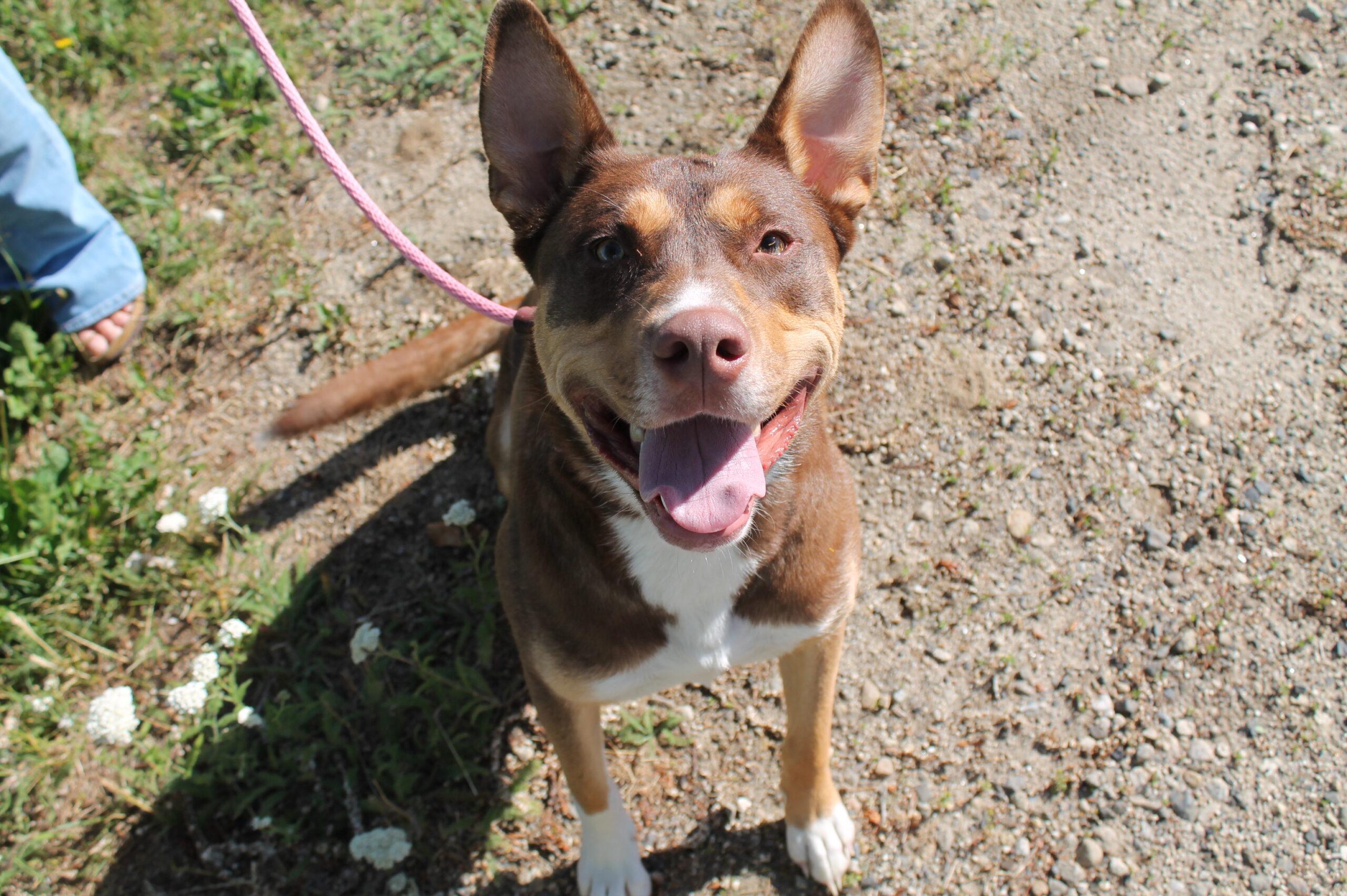 Maverick, Adult Male Mixed Breed