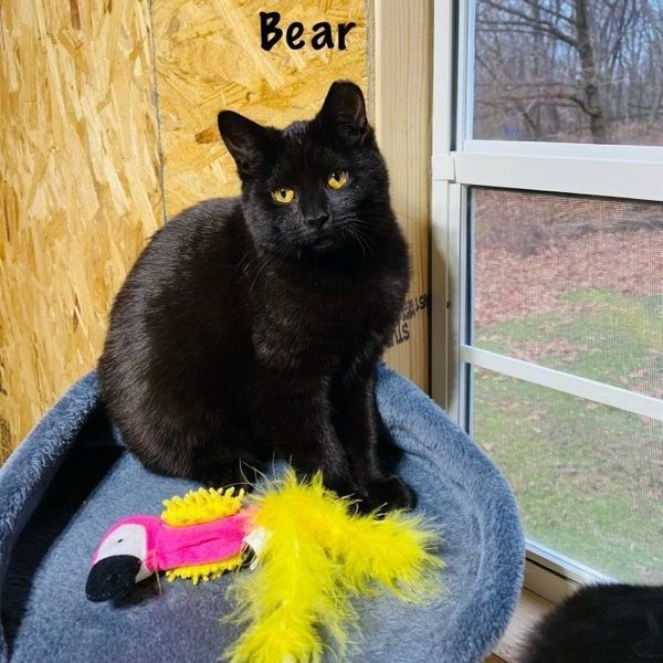 Miss B (Bear)