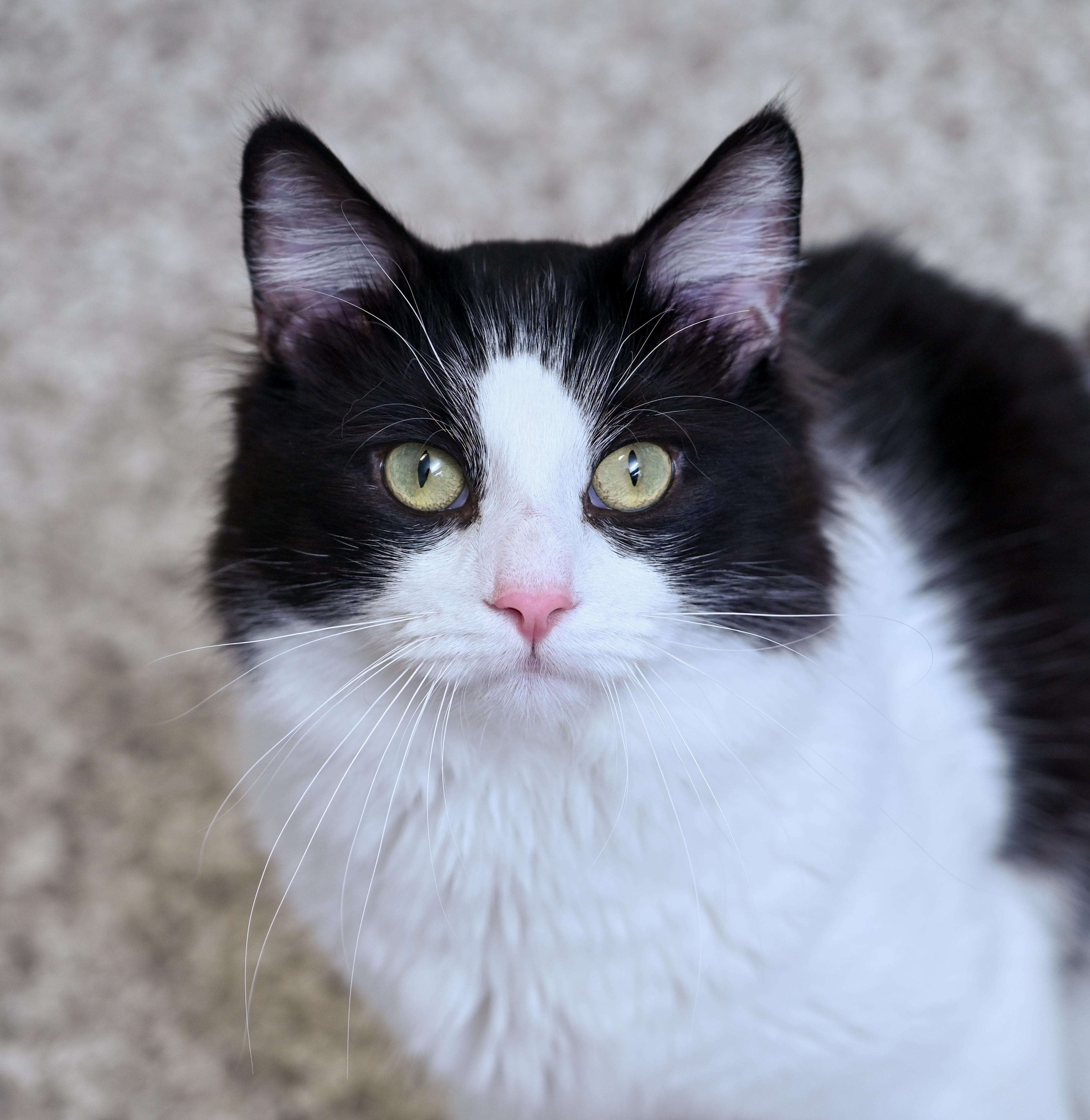 Lokie, an adopted mixed breed in Chattanooga, TN image 2/5