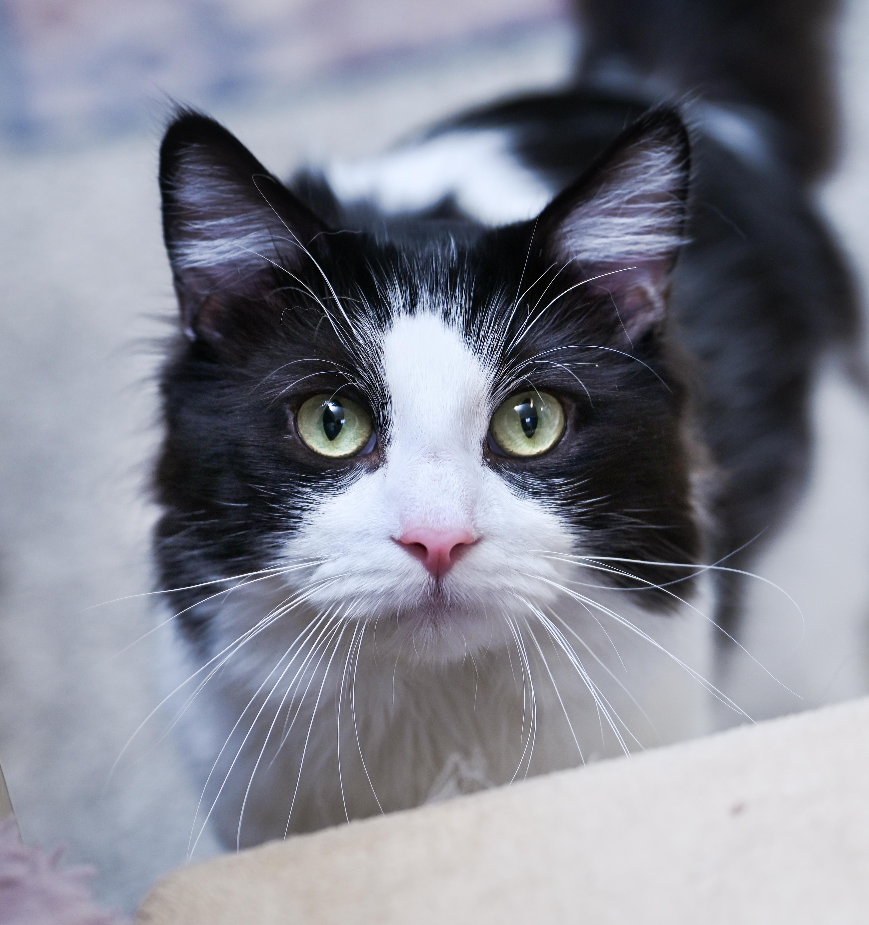 Lokie, an adopted mixed breed in Chattanooga, TN image 4/5