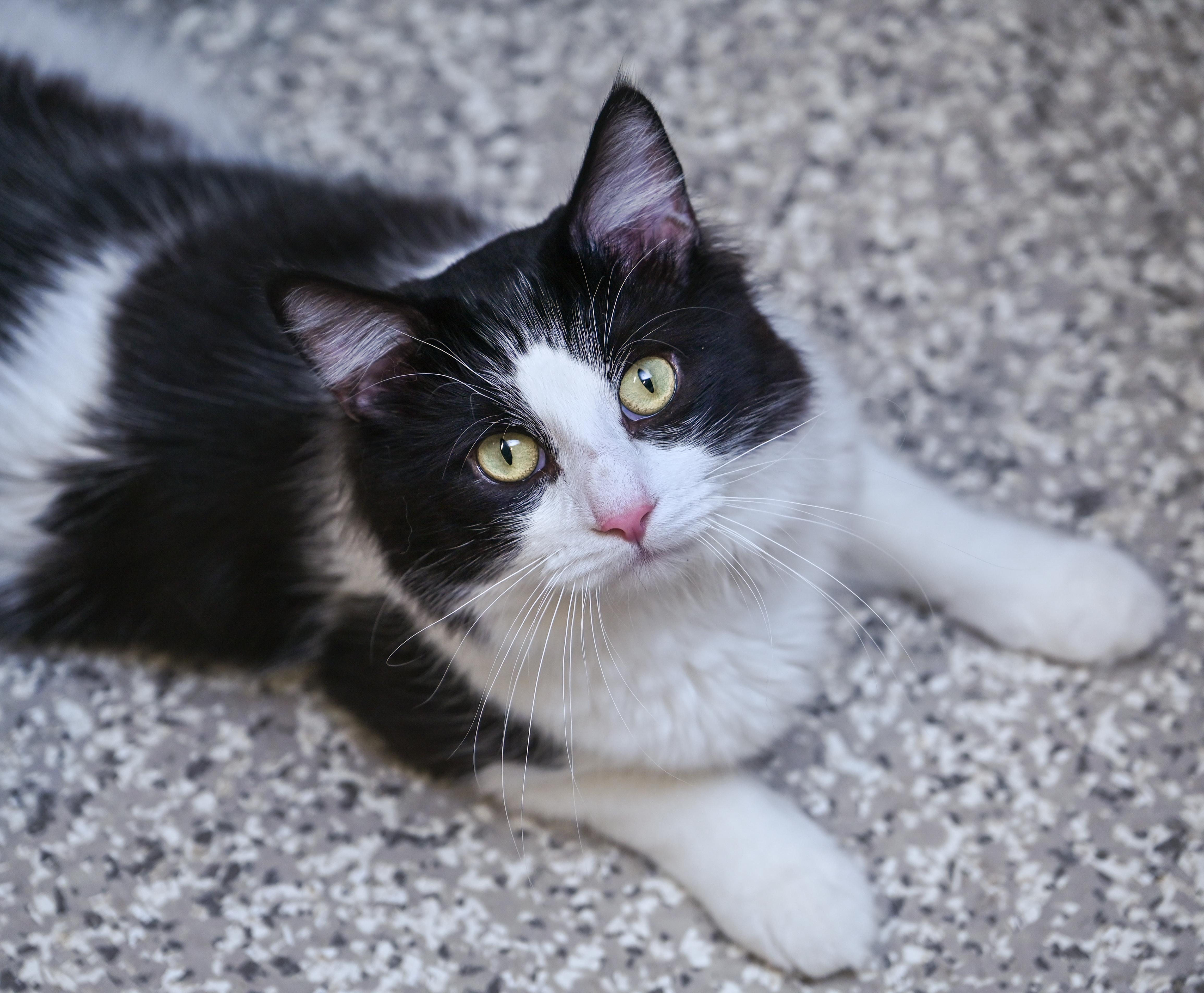 Lokie, an adopted mixed breed in Chattanooga, TN image 3/5