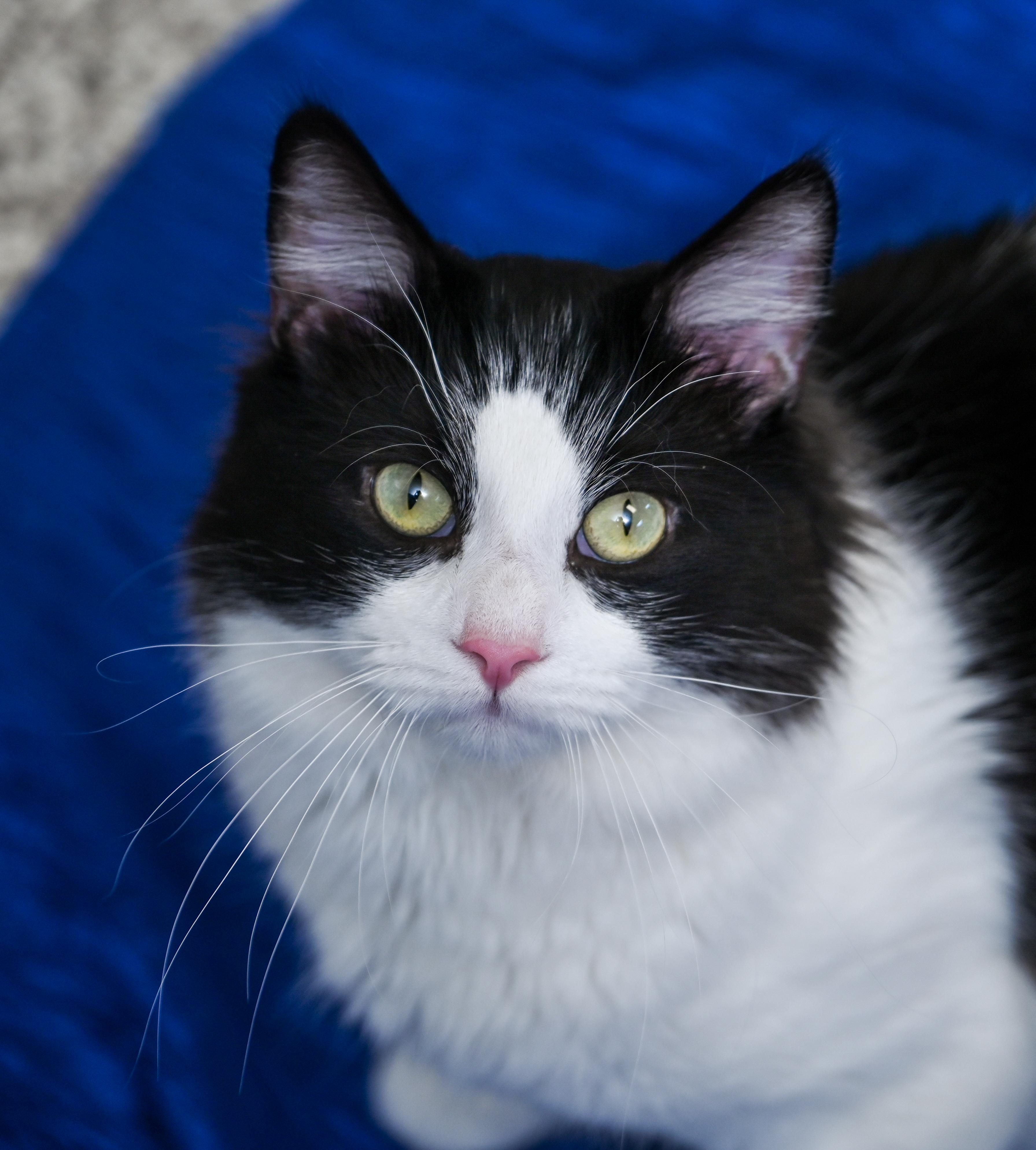 Lokie, an adopted mixed breed in Chattanooga, TN image 5/5