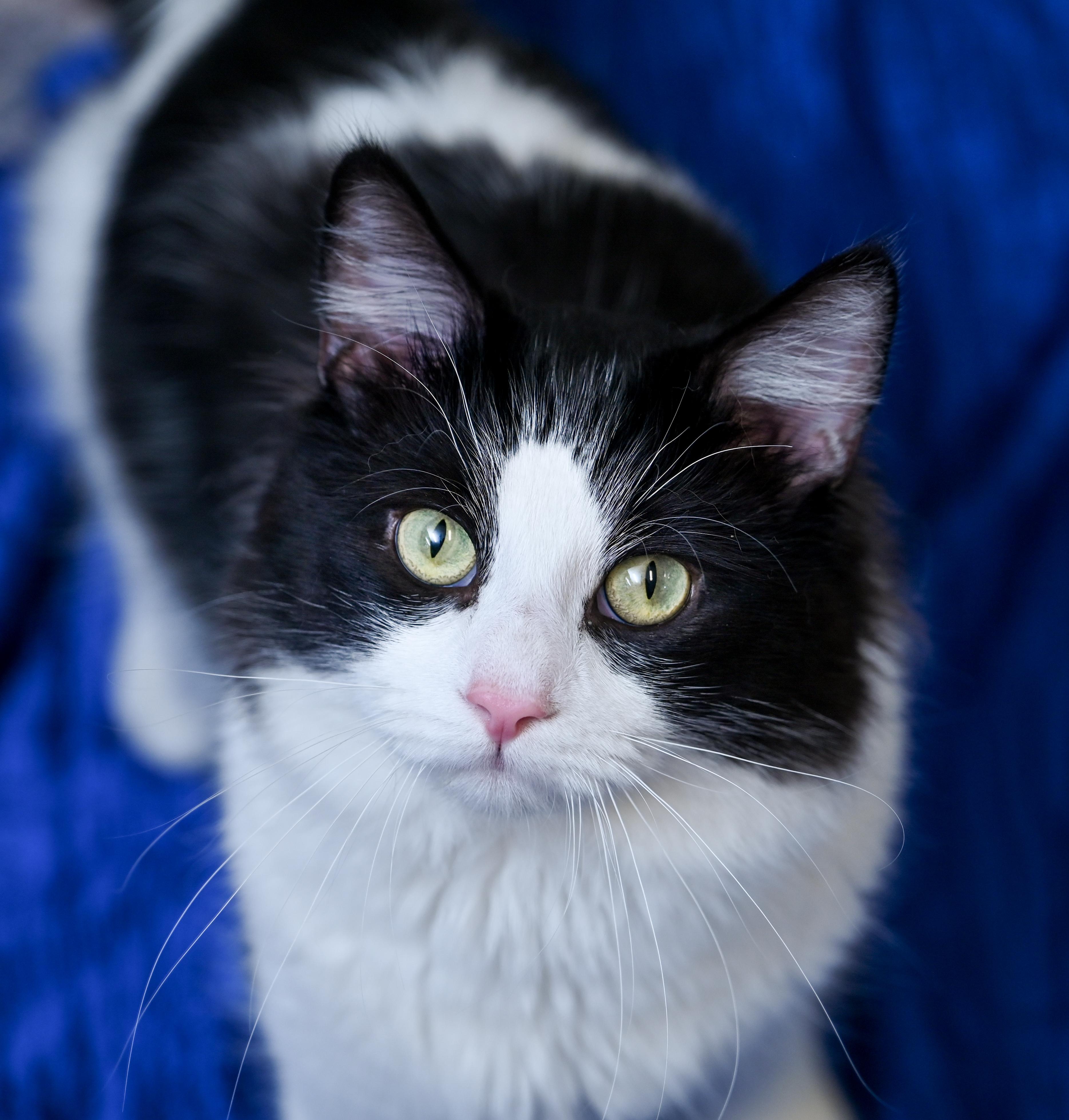 Lokie, an adopted mixed breed in Chattanooga, TN image 1/5