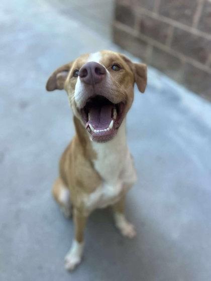Enlarge Taz, a Adoptable Mixed Breed in Reidsville, NC image 1/4
