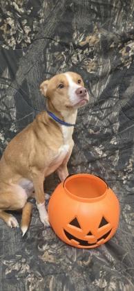 Taz, Adoptable, Adult Male Mixed Breed & Mixed Breed.