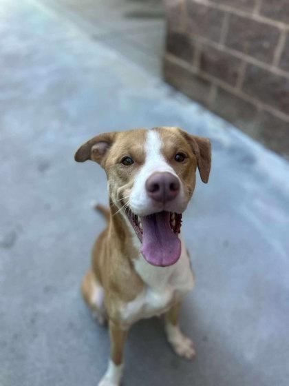 Enlarge Taz, a Adoptable Mixed Breed in Reidsville, NC image 3/3