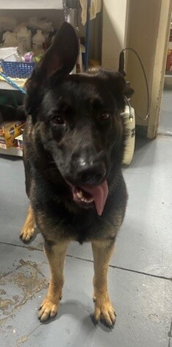 26-02-0573 Bruno, Adoptable, Adult Male German Shepherd Dog.