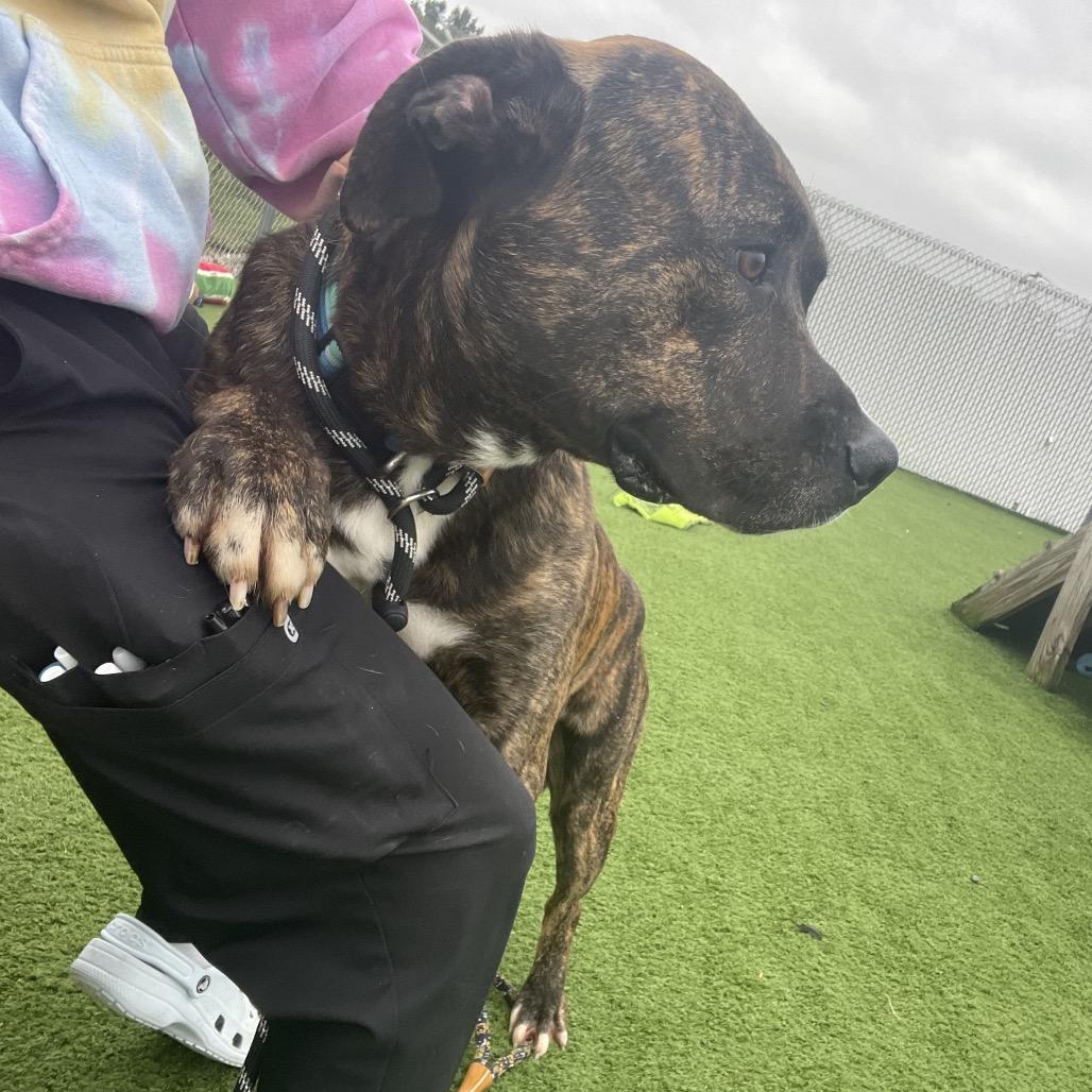 Poncho, Adoptable, Adult Male Mixed Breed.