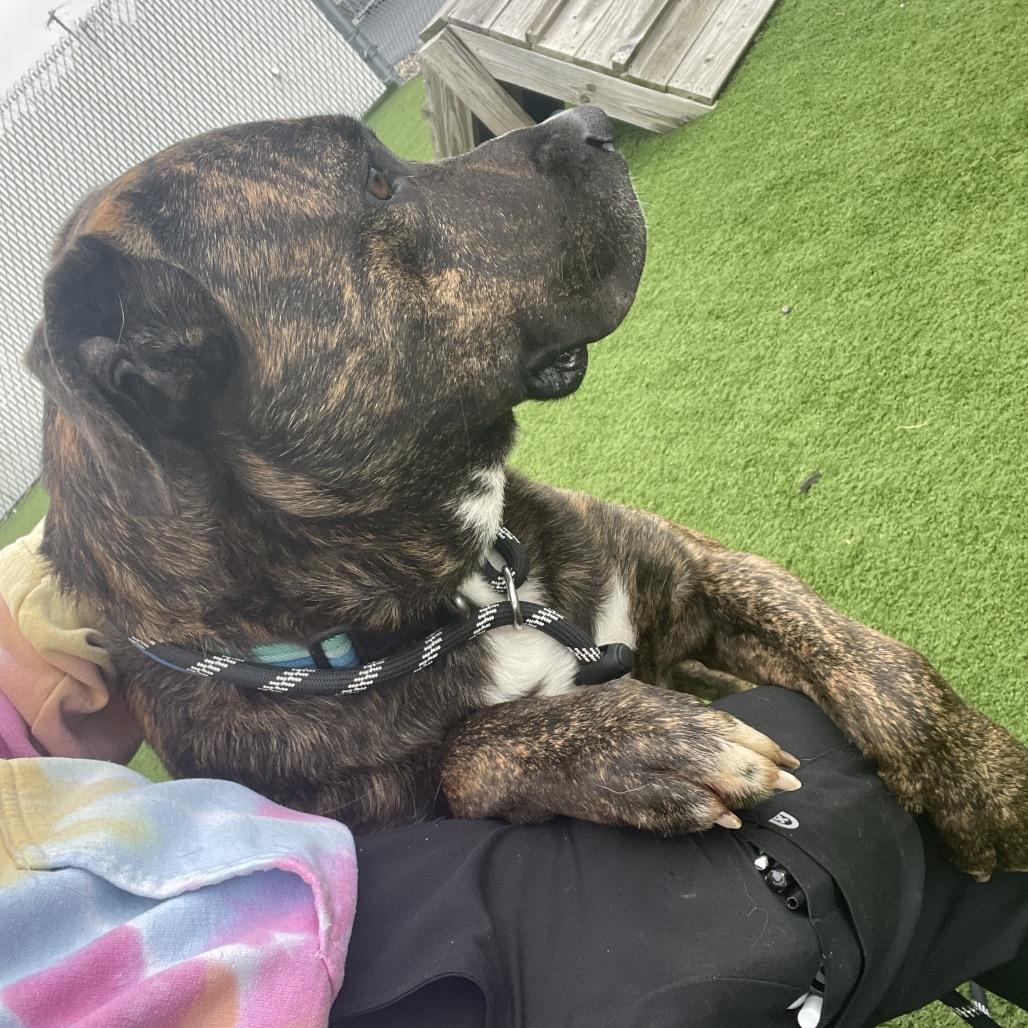 Enlarge Poncho, a Adoptable Mixed Breed in Bristol, IN image 2/4