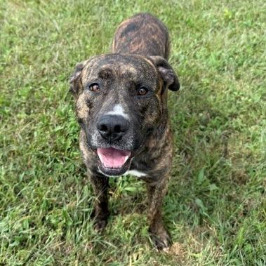 Enlarge Poncho, a Adoptable Mixed Breed in Bristol, IN image 3/4