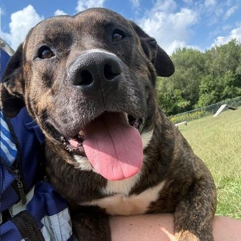 Enlarge Poncho, a Adoptable Mixed Breed in Bristol, IN image 4/4