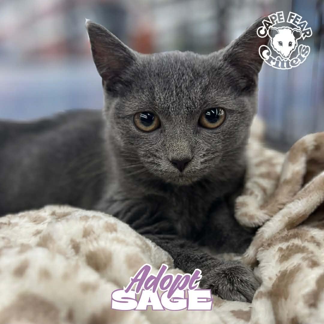 Enlarge Sage, an adopted Russian Blue in Wilmington, NC image 1/1