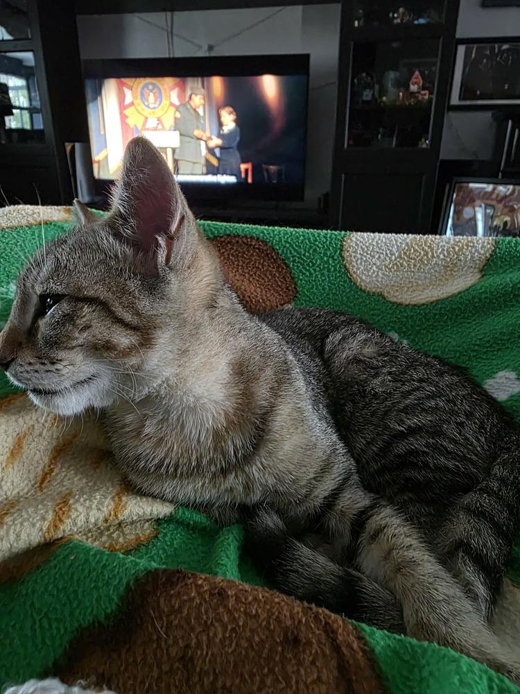 Rumi — thumbnail 2