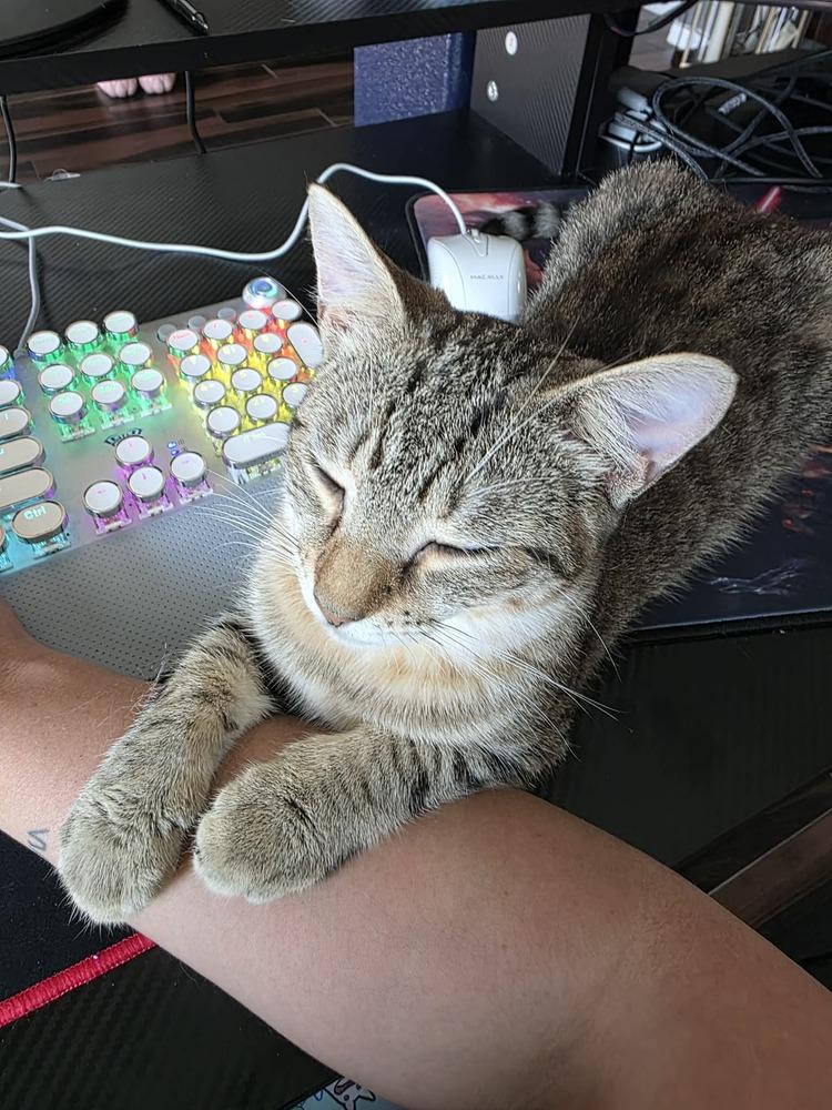 Rumi — thumbnail 4