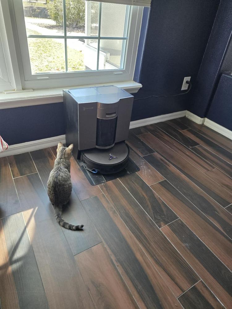 Rumi — thumbnail 6