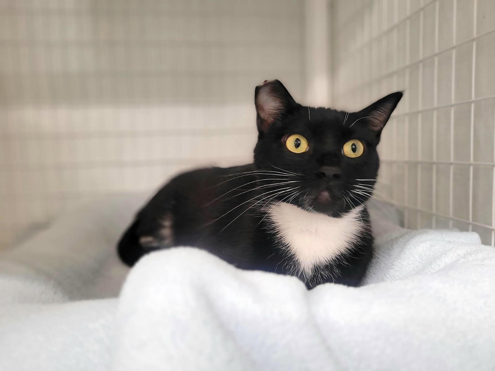 Enlarge Annie, a ADOPTABLE Domestic Short Hair in Kirkland, WA image 1/2
