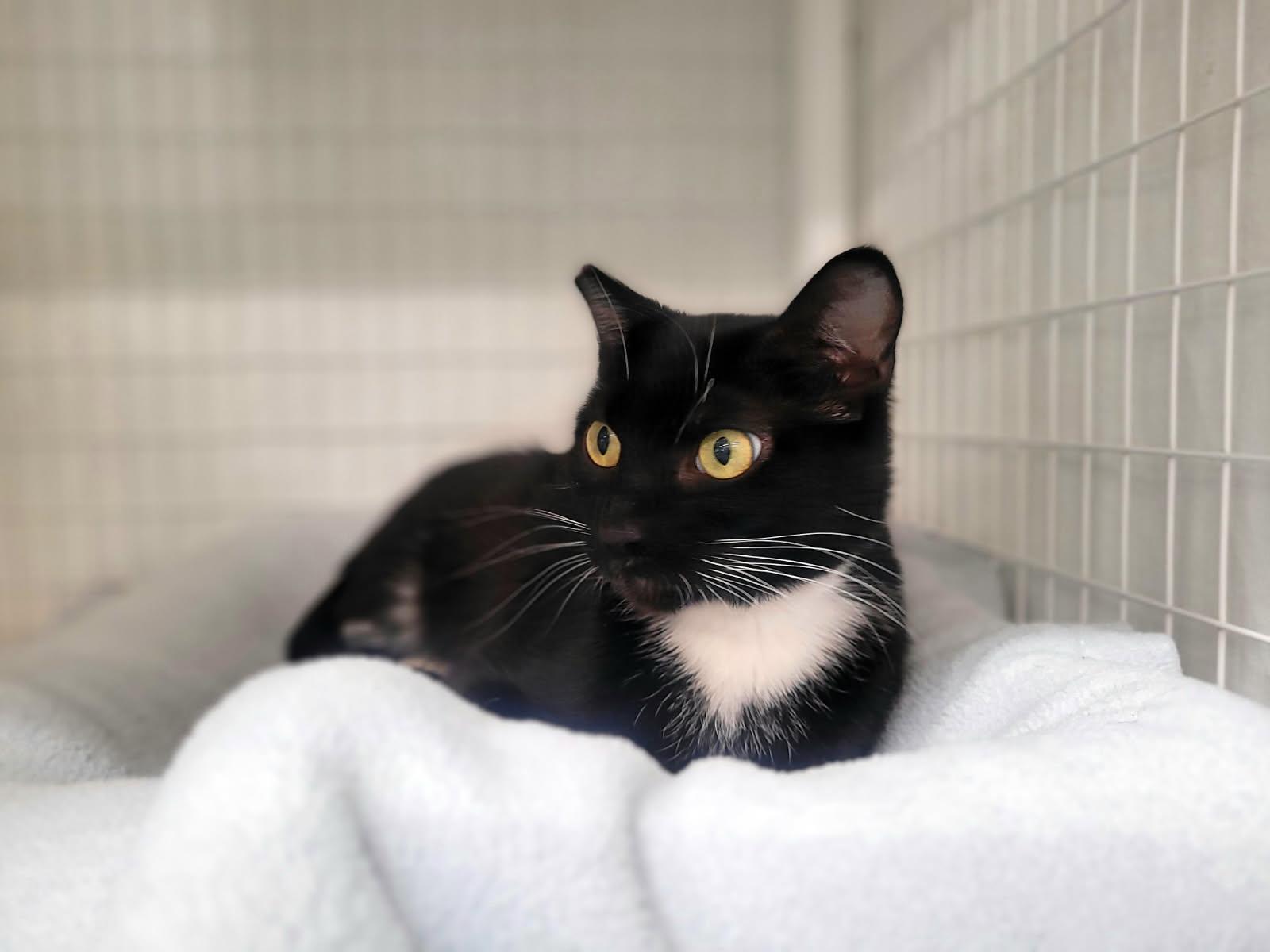 Enlarge Annie, a ADOPTABLE Domestic Short Hair in Kirkland, WA image 2/2