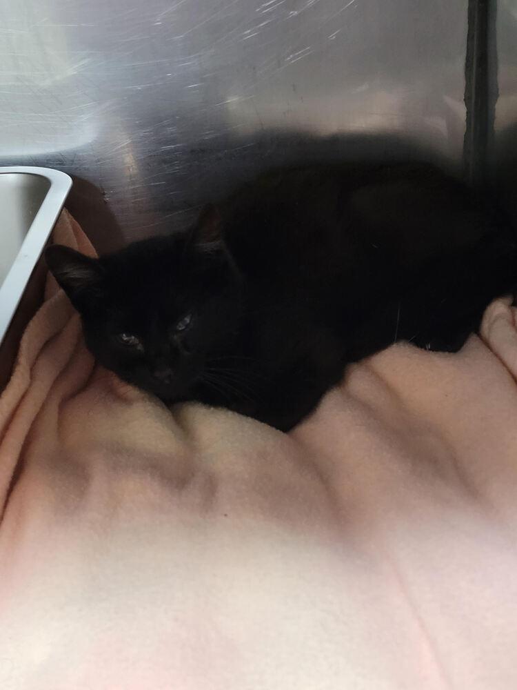 Enlarge Leon, a Adoptable mixed breed in Linton, IN image 1/1