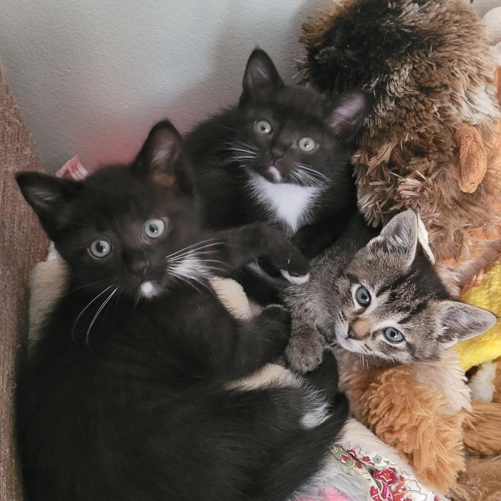 Enlarge Tucker, a Adoptable Domestic Short Hair in Long Beach, CA image 1/6