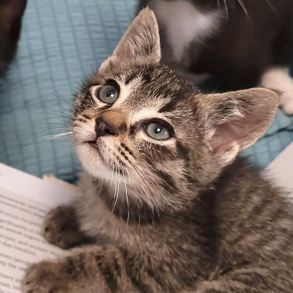 Enlarge Tucker, a Adoptable Domestic Short Hair in Long Beach, CA image 2/6