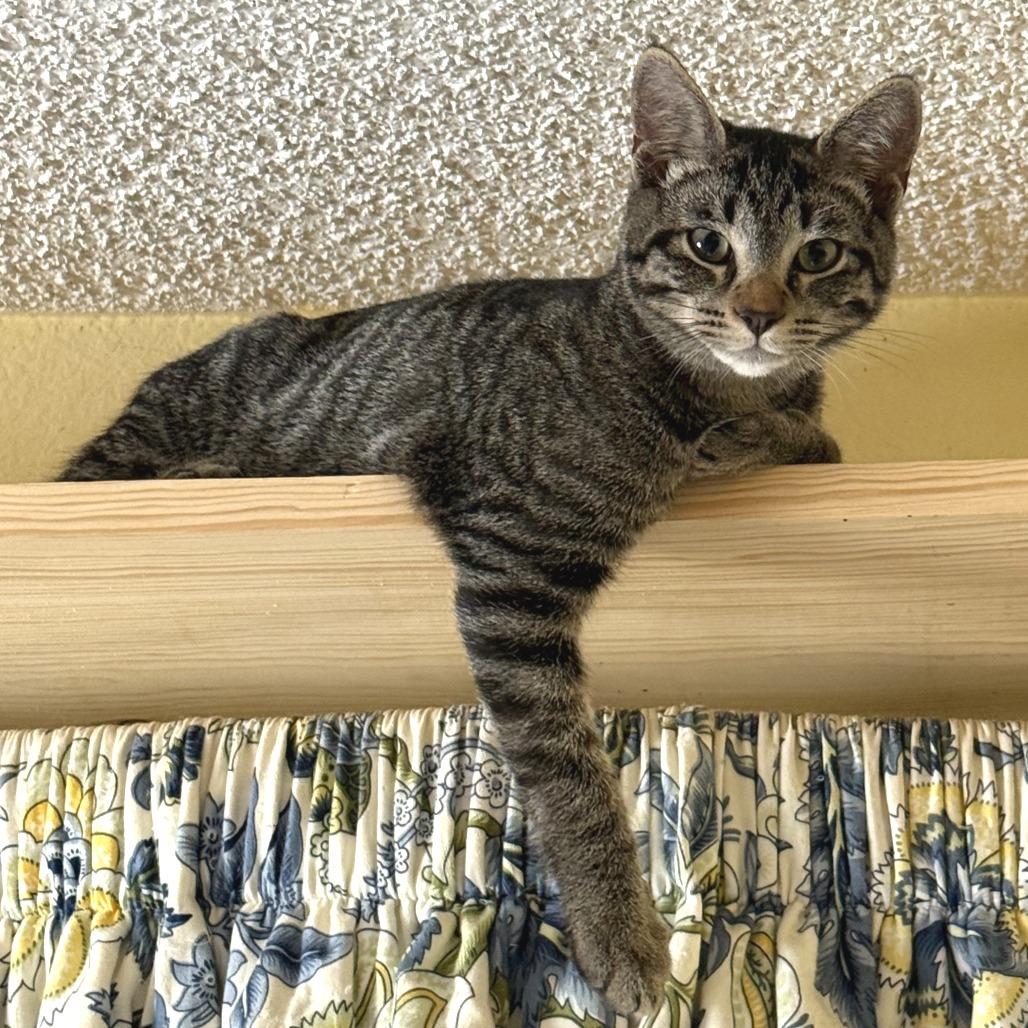 Enlarge Tucker, a Adoptable Domestic Short Hair in Long Beach, CA image 4/6