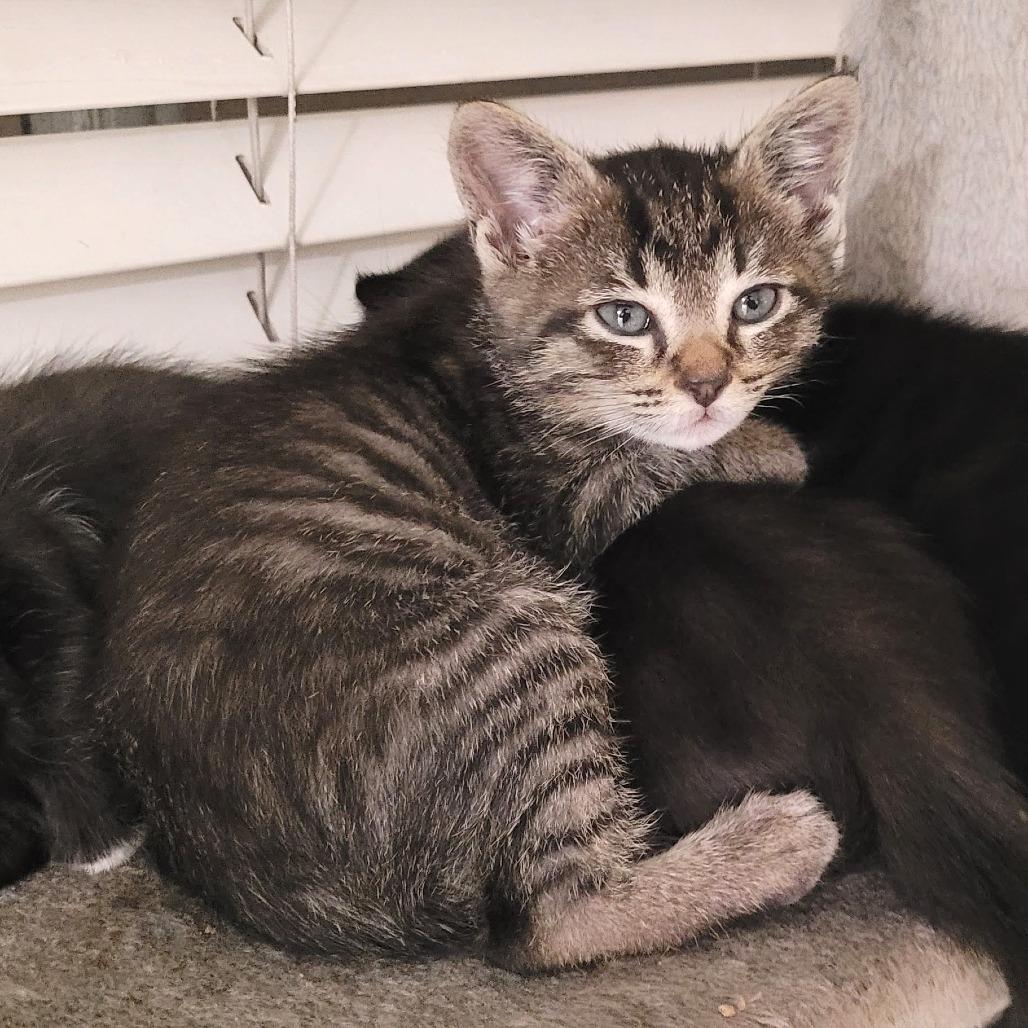 Enlarge Tucker, a Adoptable Domestic Short Hair in Long Beach, CA image 5/6