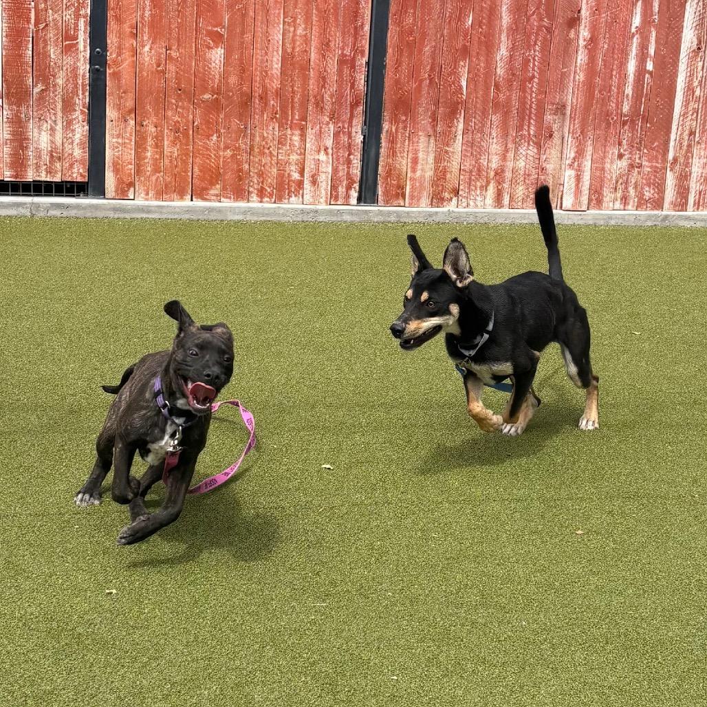 Heaven, Adoptable, Young Female Doberman Pinscher & Australian Kelpie.