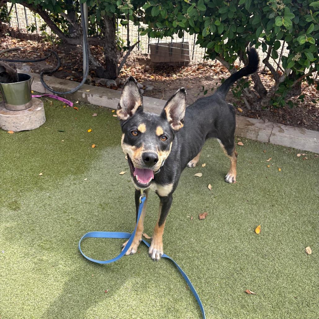 Enlarge Heaven, a Adoptable mixed breed in Albuquerque, NM image 2/6
