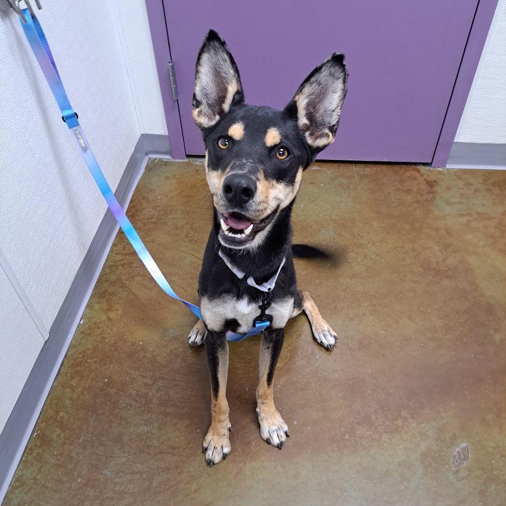 Enlarge Heaven, a Adoptable mixed breed in Albuquerque, NM image 3/6