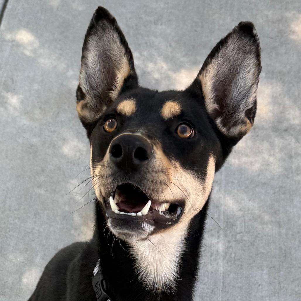 Enlarge Heaven, a Adoptable mixed breed in Albuquerque, NM image 4/6