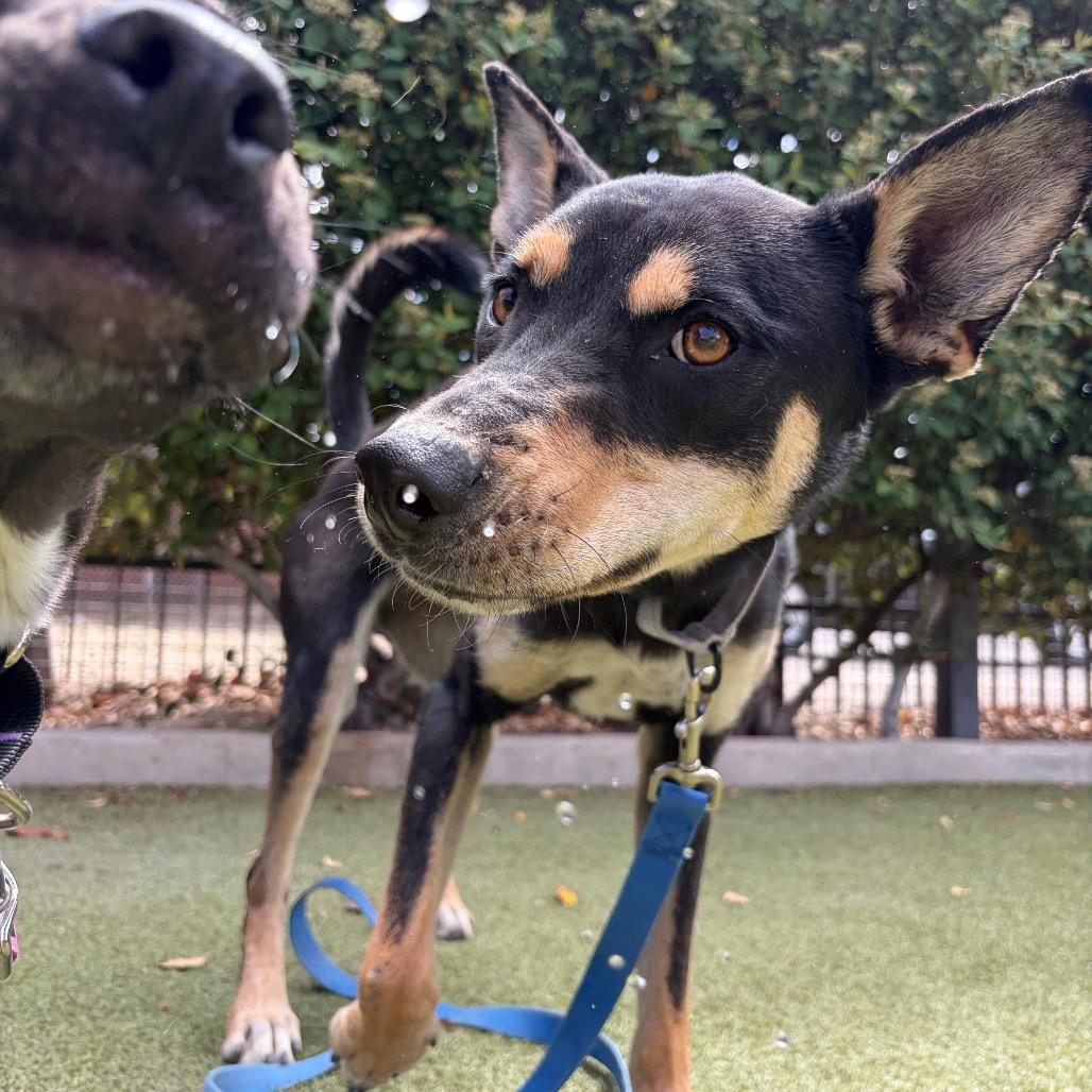 Enlarge Heaven, a Adoptable mixed breed in Albuquerque, NM image 5/6