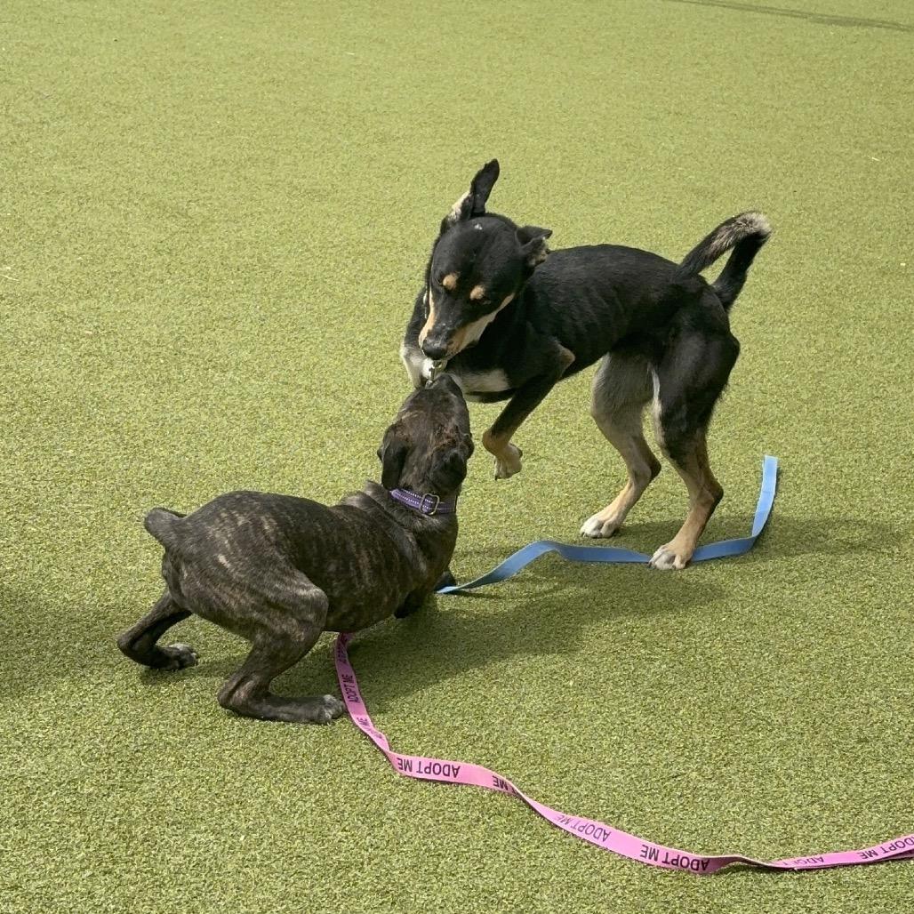 Enlarge Heaven, a Adoptable mixed breed in Albuquerque, NM image 6/6