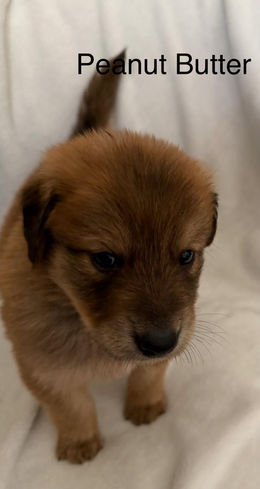 PEANUT BUTTER, Adoptable, Puppy Male Labrador Retriever & Golden Retriever.