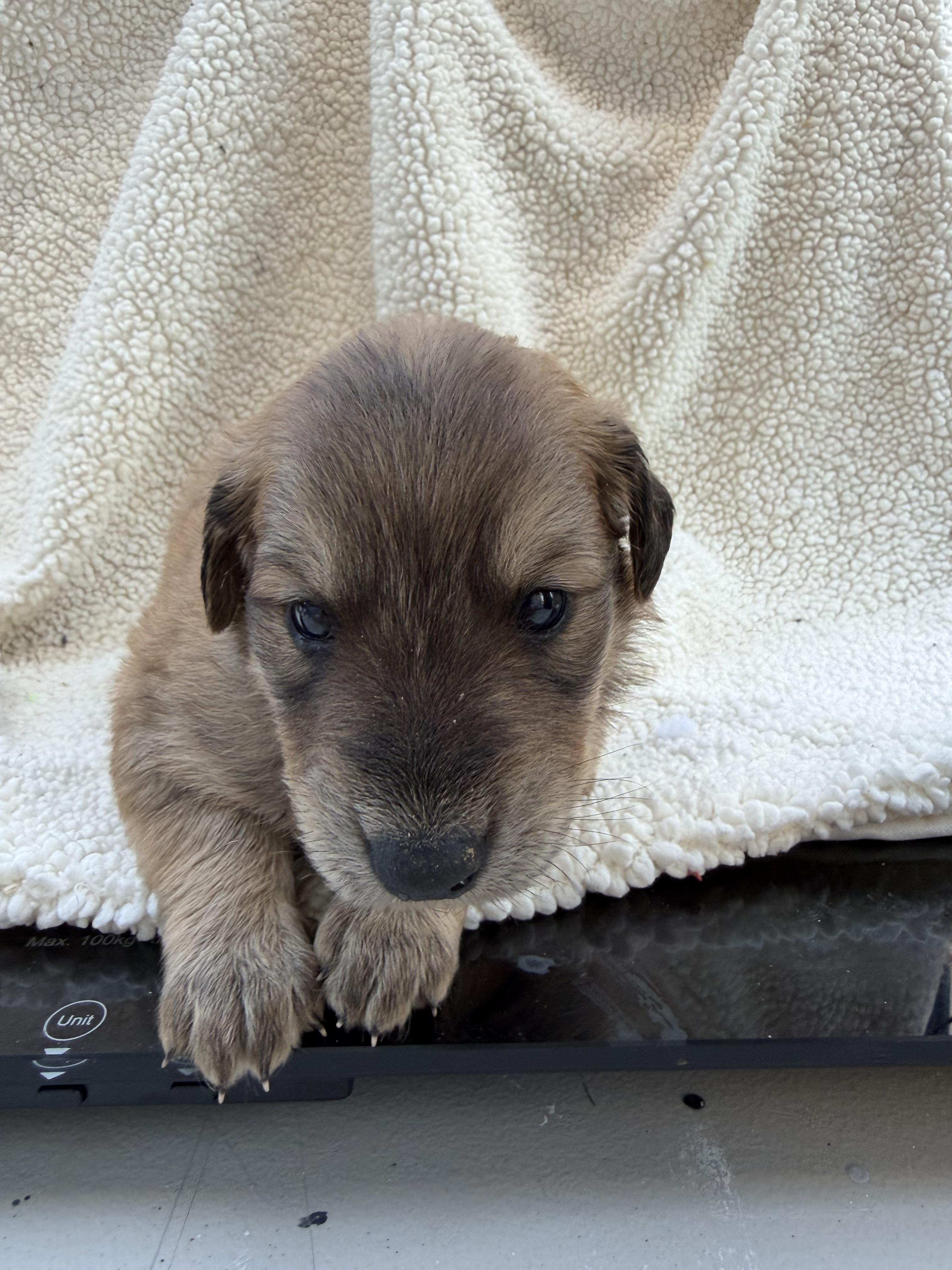Enlarge PEANUT BUTTER, a Adoptable mixed breed in Discovery Bay, CA image 2/2