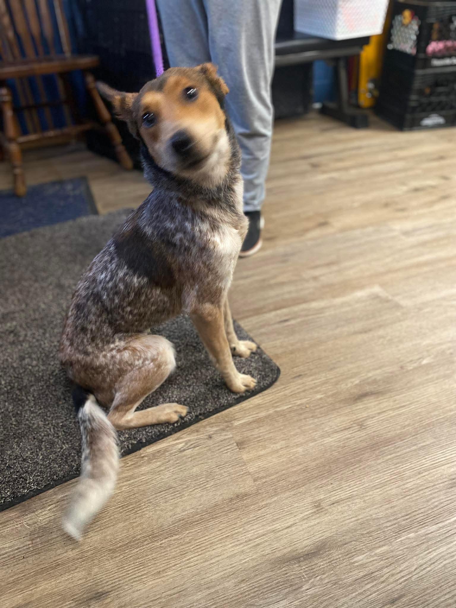 DAISY tinycauseadopt@gmail.com , ADOPTABLE, Young Female Australian Shepherd.