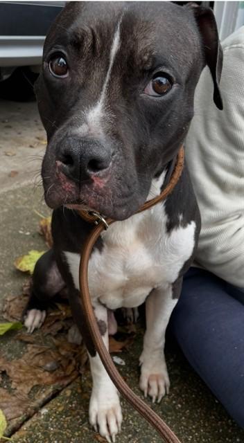 RALPH, Adoptable, Adult Male Pit Bull Terrier & Mixed Breed.