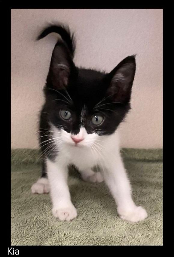 Kia, Adopted, Kitten Female Domestic Medium Hair.