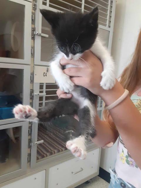 Enlarge Kia, a Adopted mixed breed in Chino Valley, AZ image 2/4