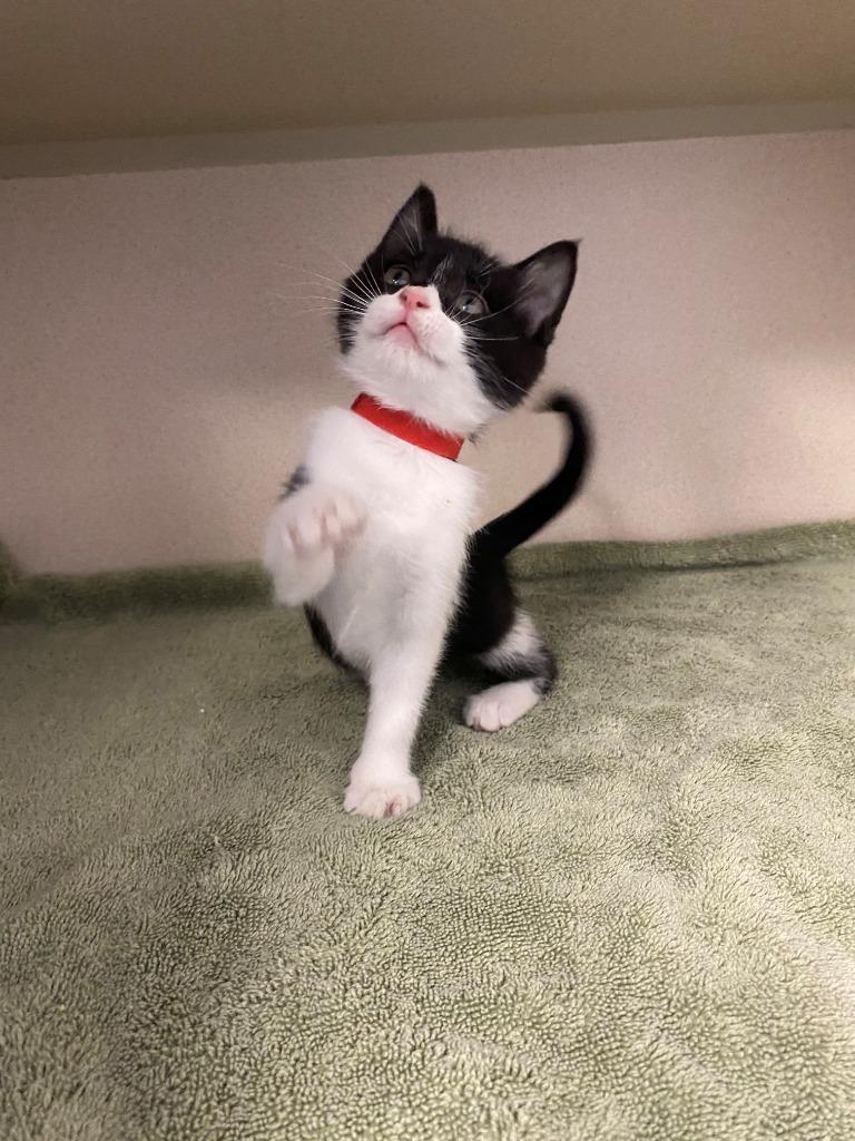 Enlarge Kia, a Adopted mixed breed in Chino Valley, AZ image 3/4