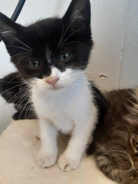 Enlarge Kia, a Adopted mixed breed in Chino Valley, AZ image 4/4