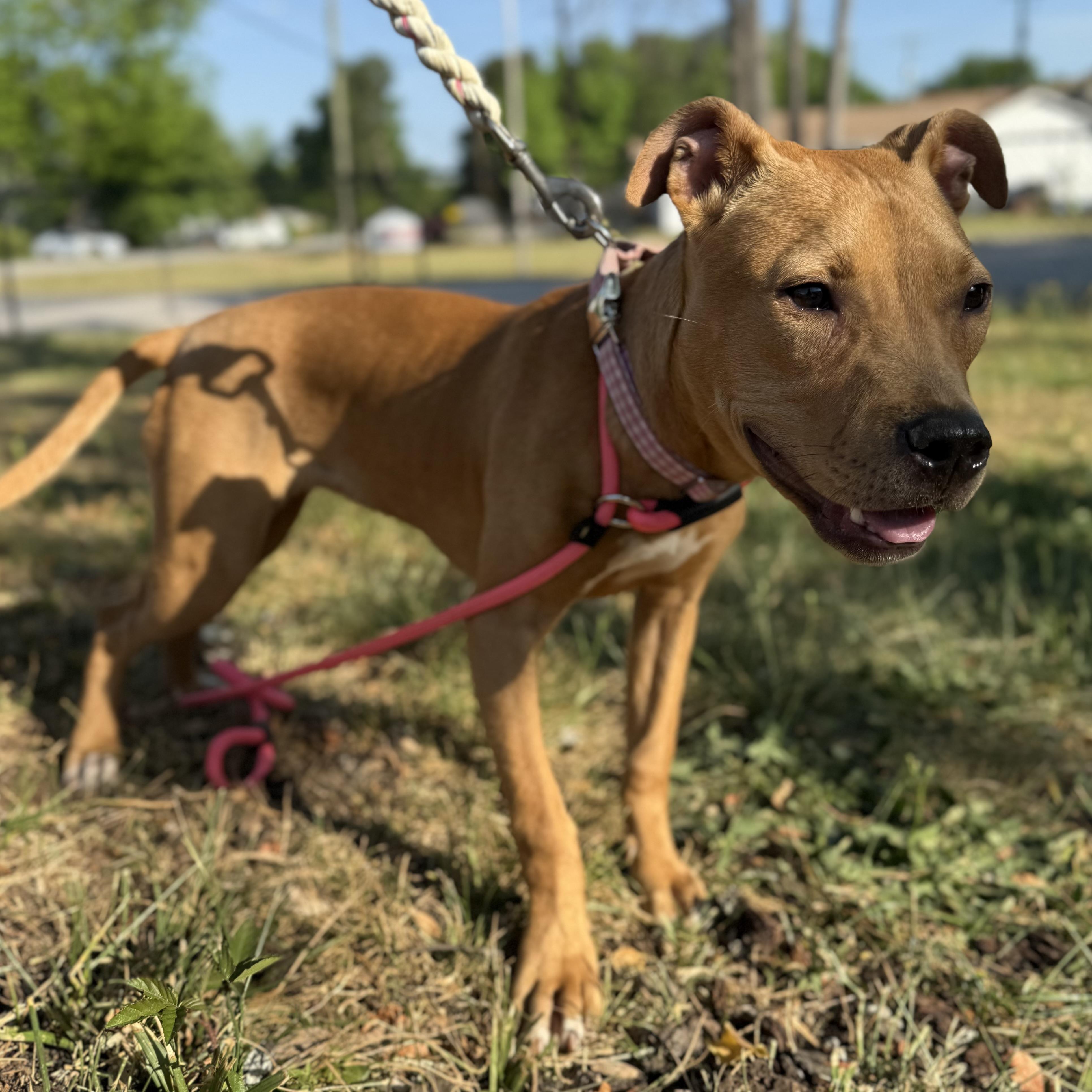 Enlarge Brittney, a Adoptable mixed breed in Columbia, SC image 3/6