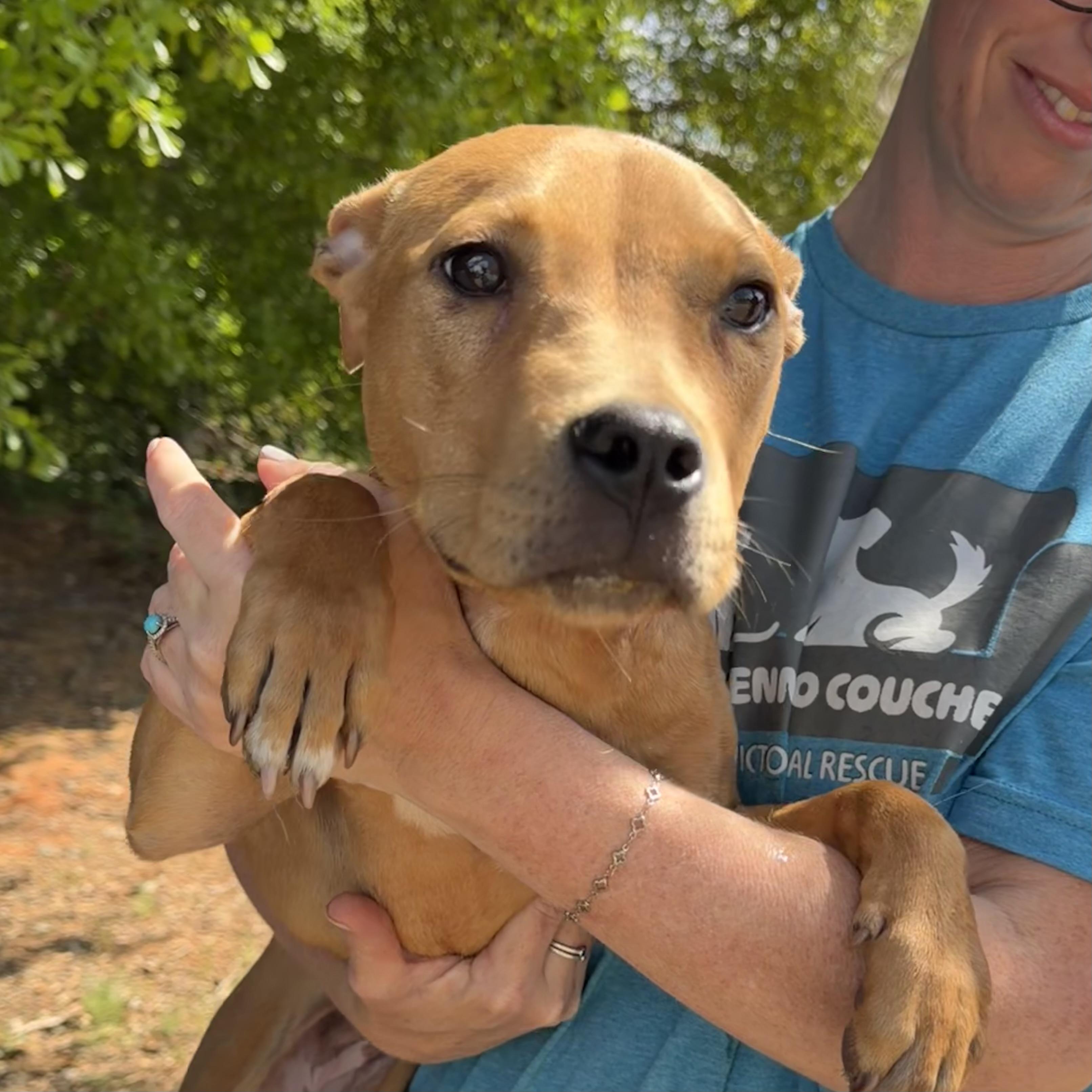 Enlarge Brittney, a Adoptable mixed breed in Columbia, SC image 2/6