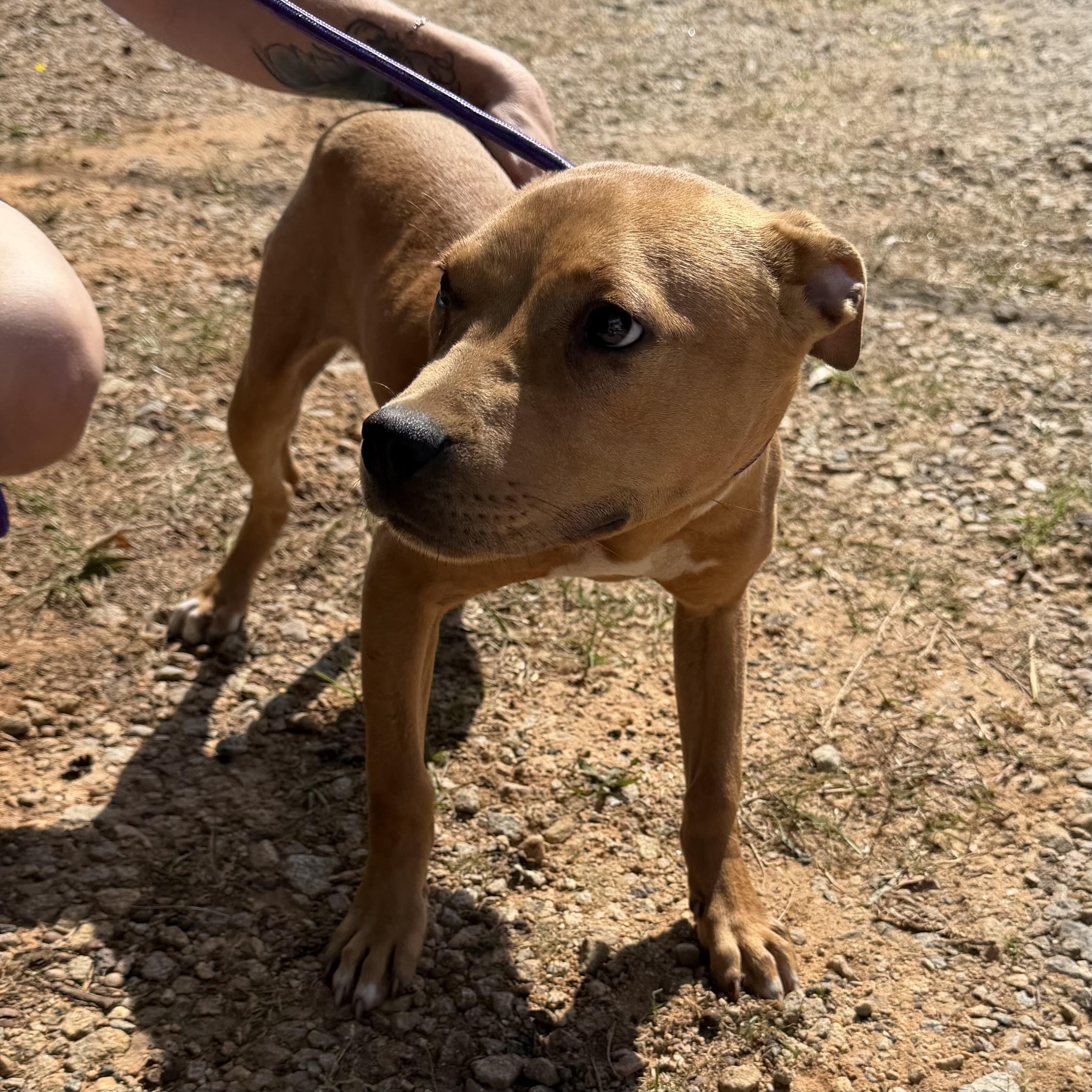 Enlarge Brittney, a Adoptable mixed breed in Columbia, SC image 6/6