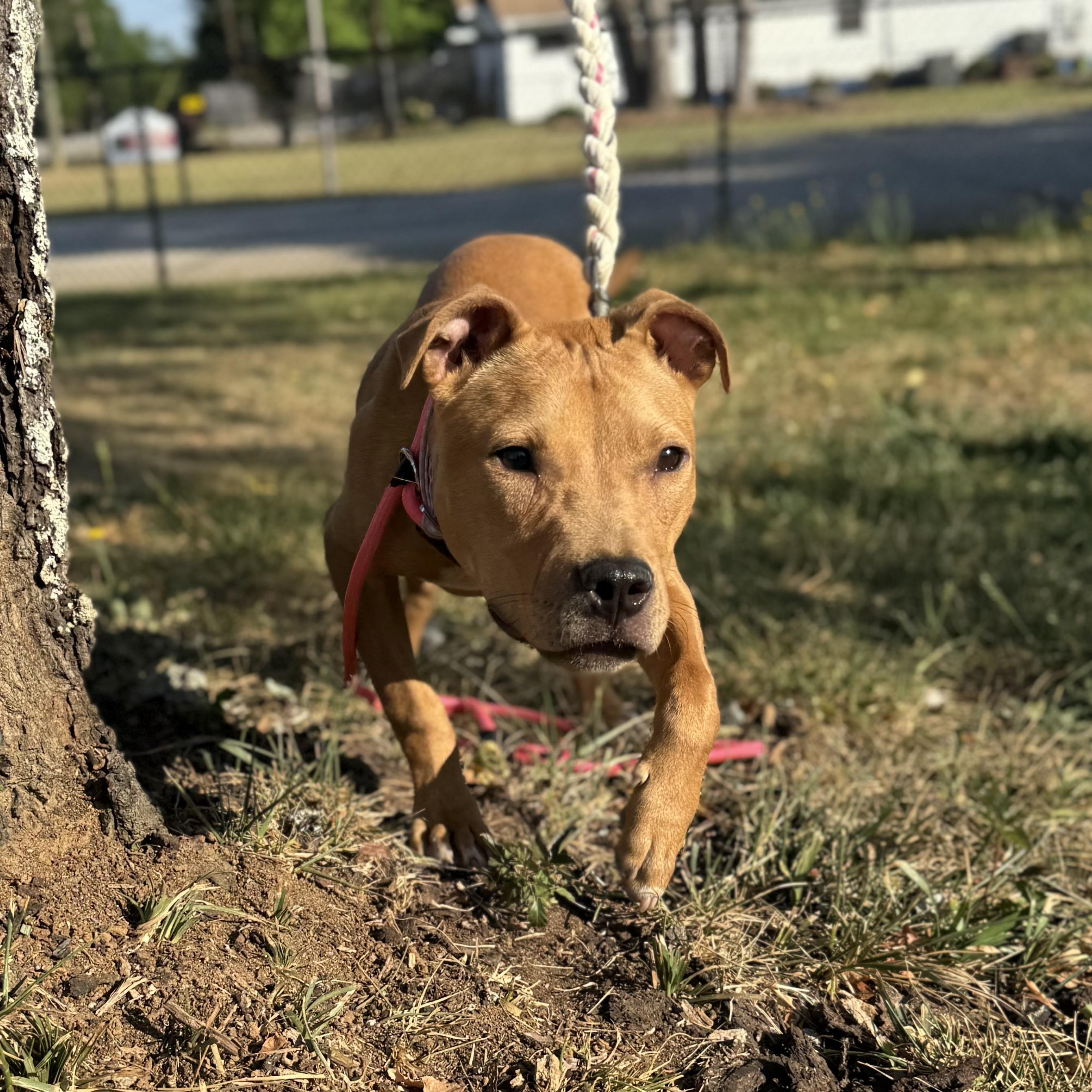 Enlarge Brittney, a Adoptable mixed breed in Columbia, SC image 5/6