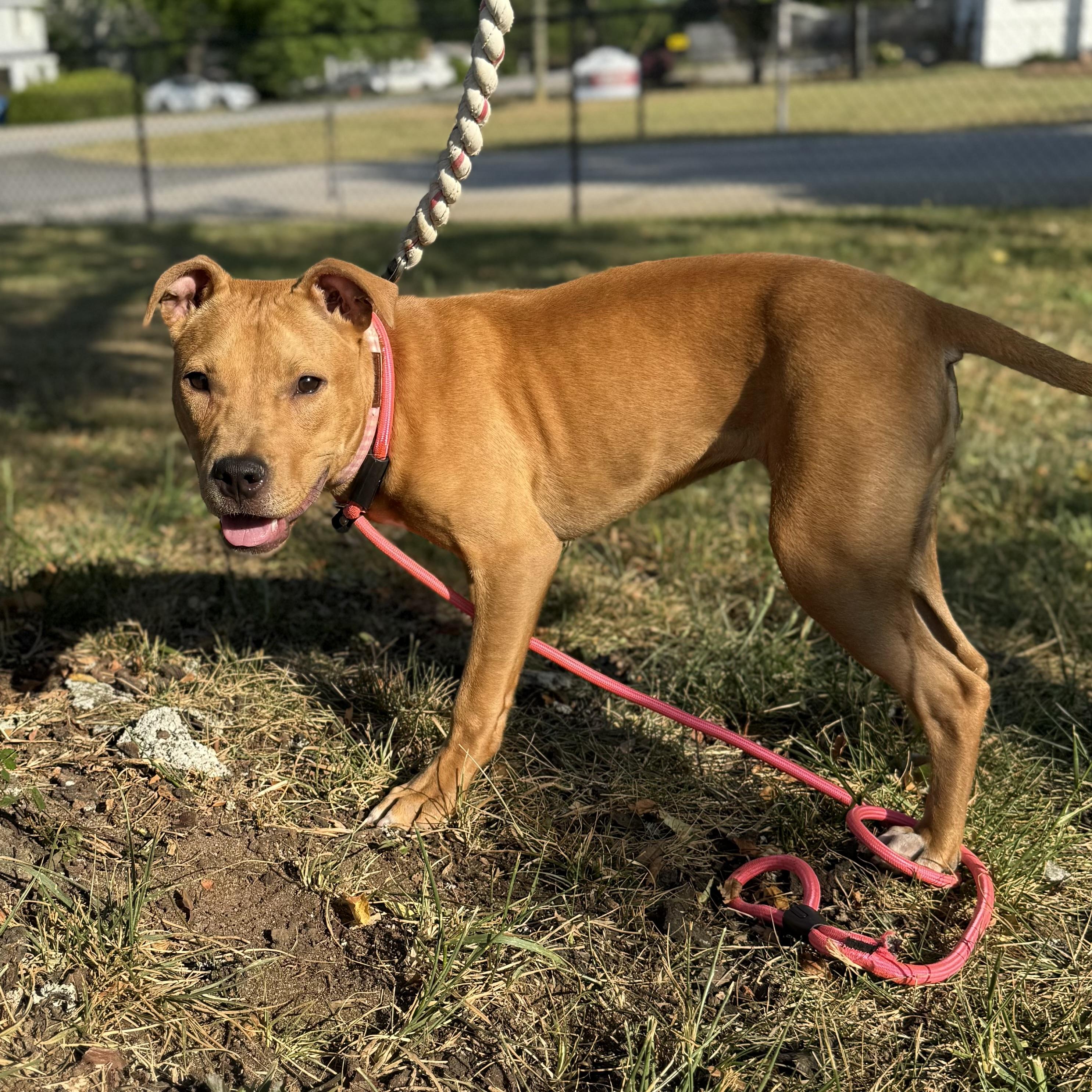 Enlarge Brittney, a Adoptable mixed breed in Columbia, SC image 4/6
