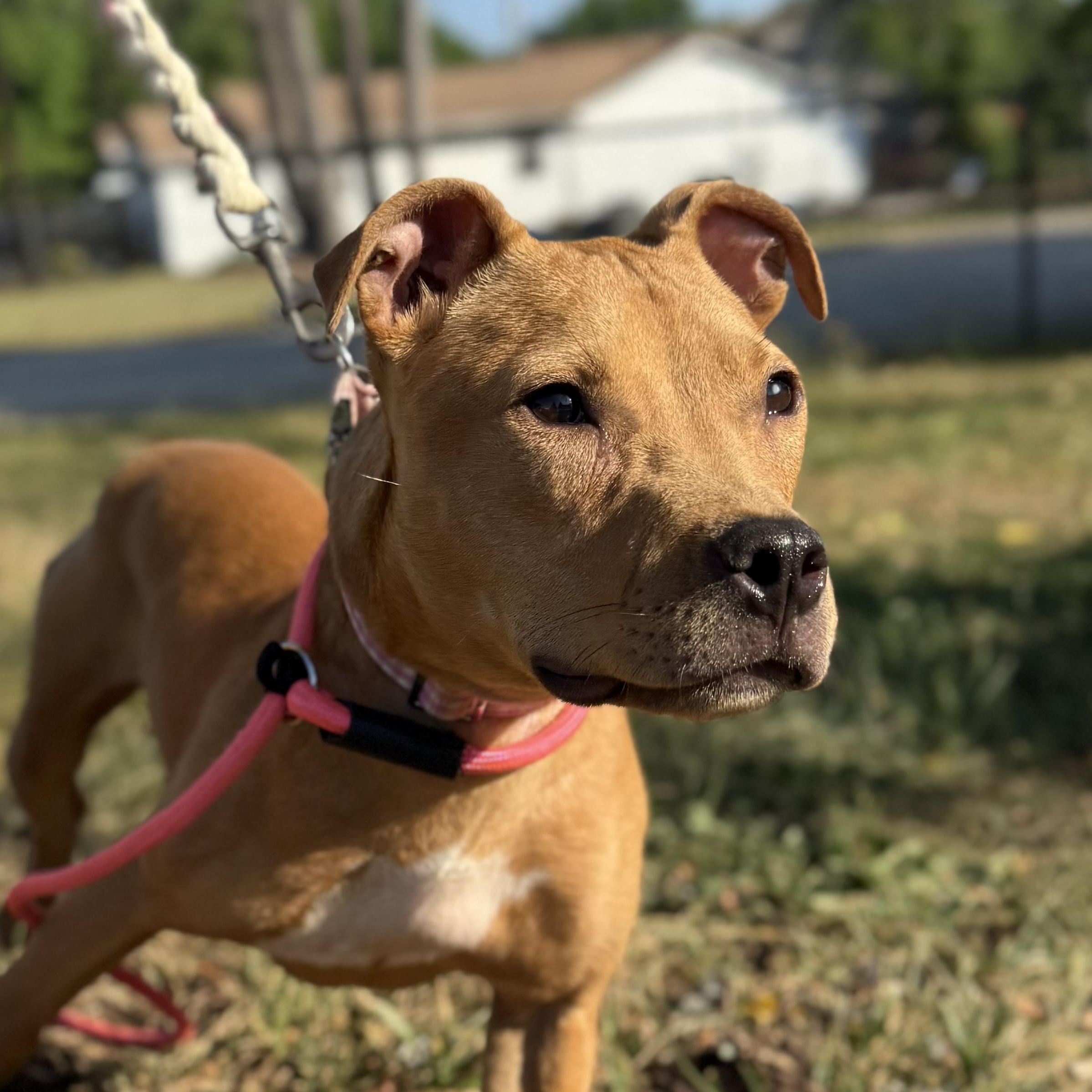 Enlarge Brittney, a Adoptable mixed breed in Columbia, SC image 1/6