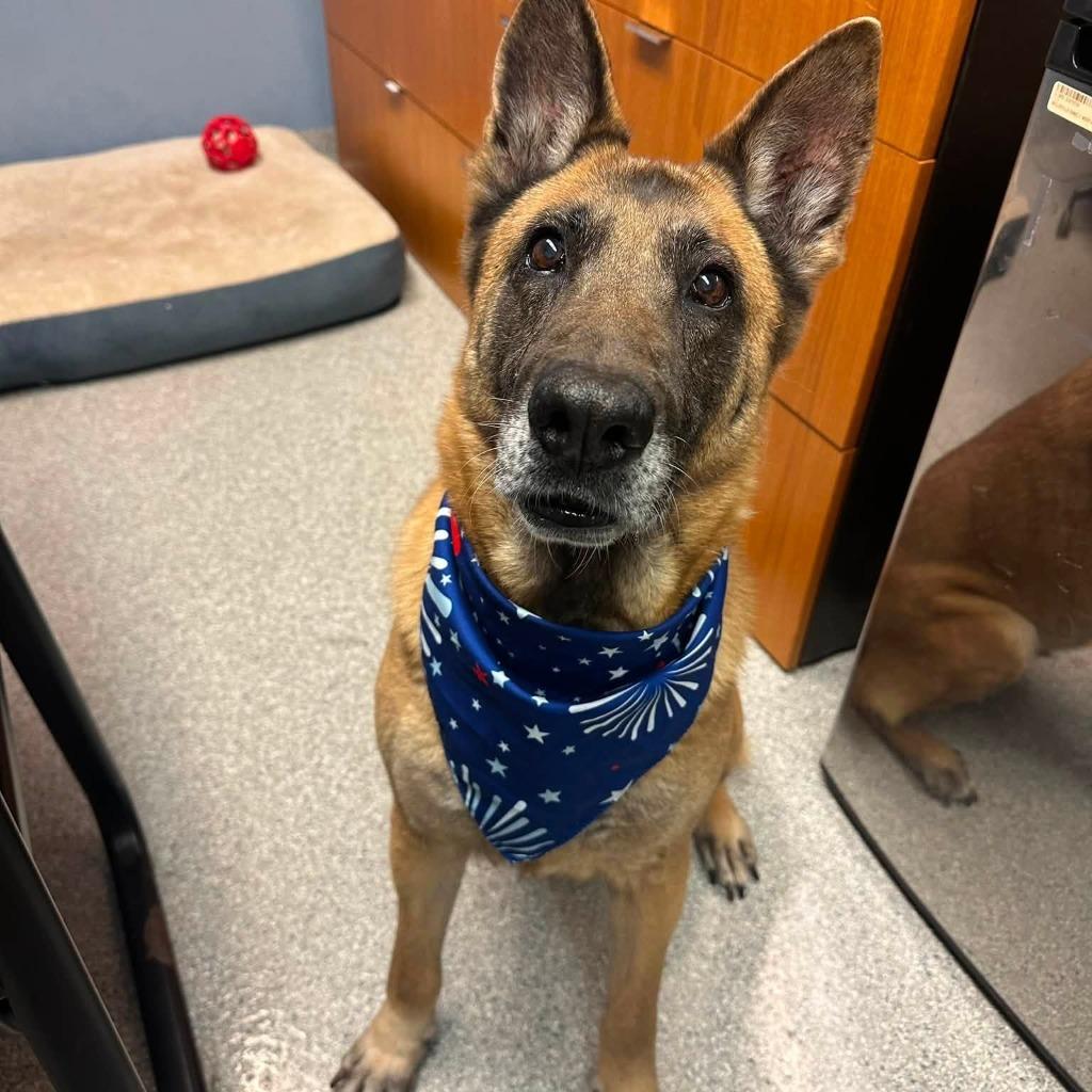 Dixie Mill, Adoptable, Adult Female German Shepherd Dog & Belgian Shepherd / Malinois.