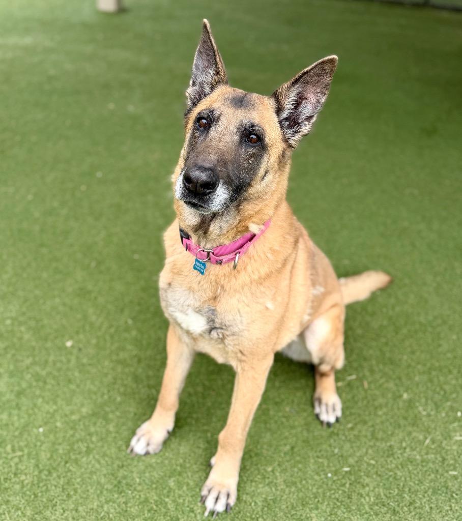 Dixie Mill, a Adoptable mixed breed in Columbia, IL image 2/6