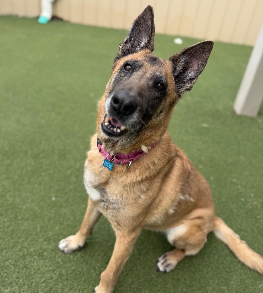Dixie Mill, a Adoptable mixed breed in Columbia, IL image 4/6
